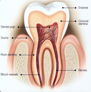 Root Canal Treatment FAQ